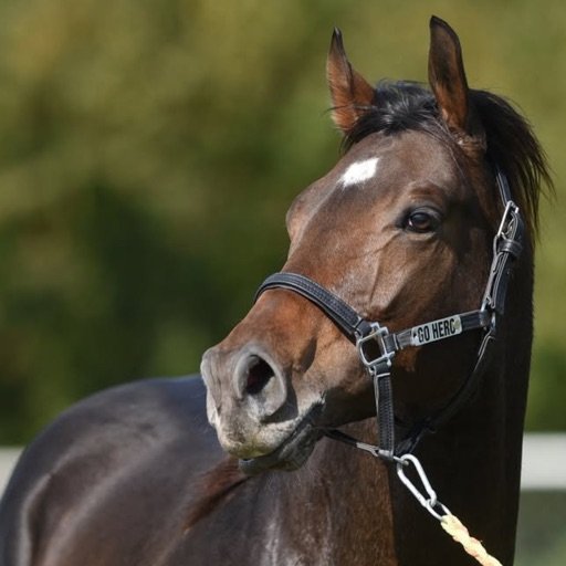 GO HERO app screenshot